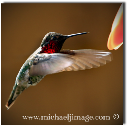 "hummingbird in flight"
23rd st.